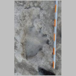 DSCN0580crm Juvenile right print.jpg